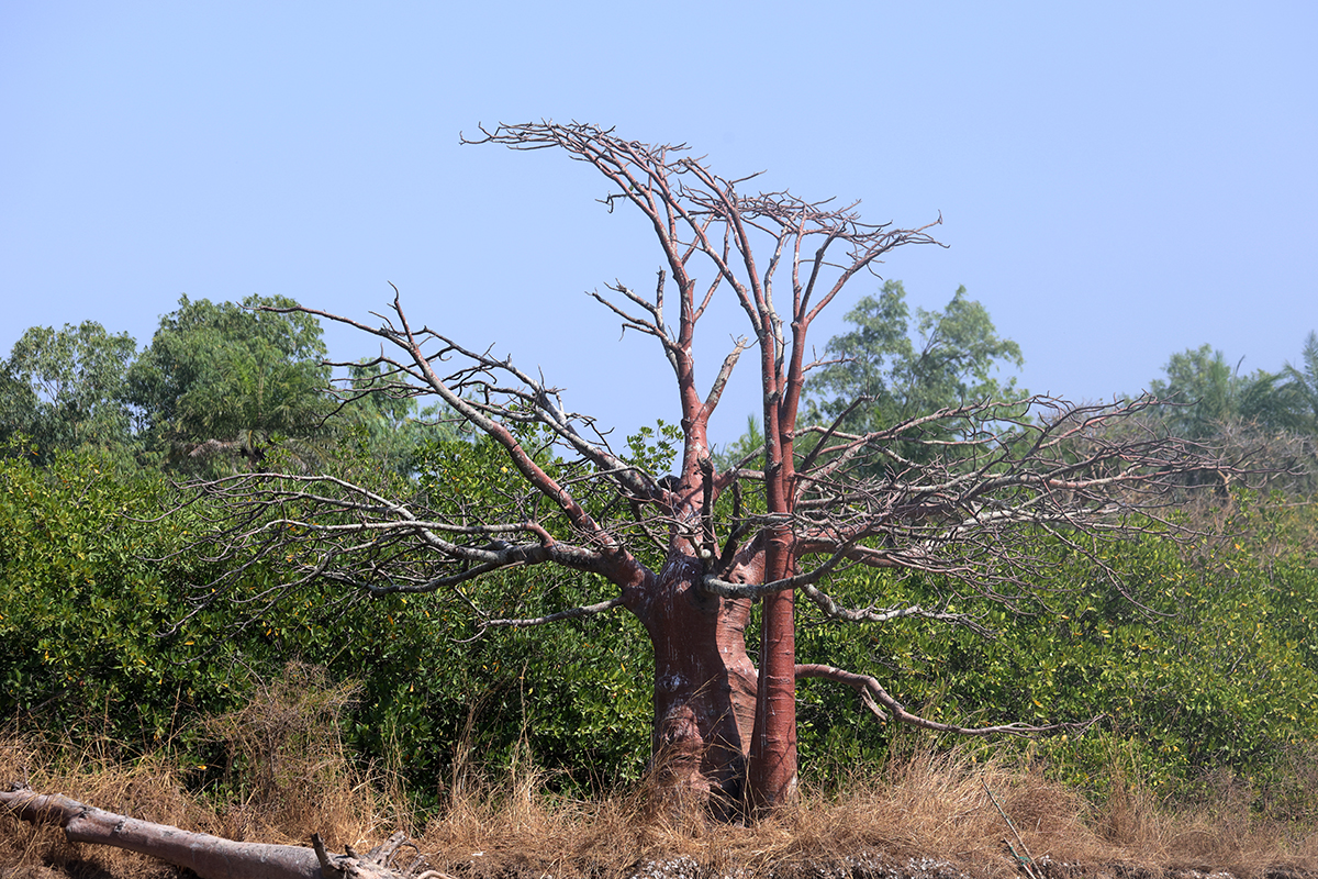Baobabboom